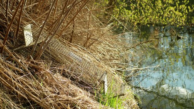 Trap cage on european beaver in bushes on river bank. illegal hunting removal hunter. Camouflaged in the bushes of plants and shrubs. Hunting catching bait. Traps are catch pests, bait empty box