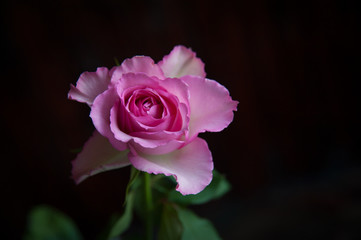 one rose close-up in a vase on a dark background