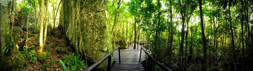 path to the forest