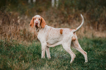Adorable Bracco Italiano pointer dog hunting for fowl in meadow