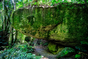 moss covered rocks