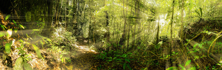 Sunlight into forest panorama