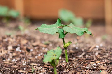 Green Bean Sprout