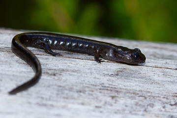 Salamandra rabilarga ( (Chioglossa lusitanica), salamandra negra sobre tronco con fondo verde.