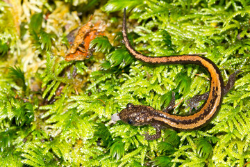 Salamandra rabilarga (Chioglossa lusitanica), anaranjada con la lengua afuera sobre los líquenes.