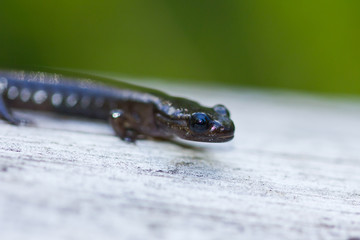  Salamandra rabilarga ( Chioglossa lusitanica),  juvenil   de color negro con fondo verde.