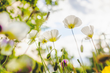 Summer flowers