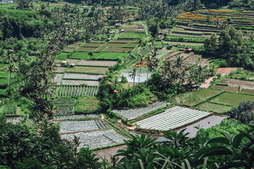 Greenish rice fields with lines on bali