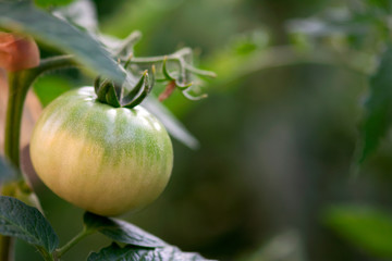 Ripening Heirloom Tomato
