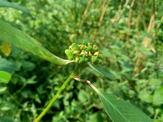 Close up green painted spurge (Euphorbia heterophylla, fireplant, painted euphorbia,Japanese poinsettia, desert poinsettia, paintedleaf, milkweed, kaliko plant) with natural background.