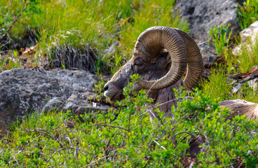 Big Horn Sheep