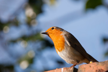 robin red breast on a wall against blue sky background