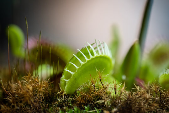 Pianta carnivora dionaea in giardino