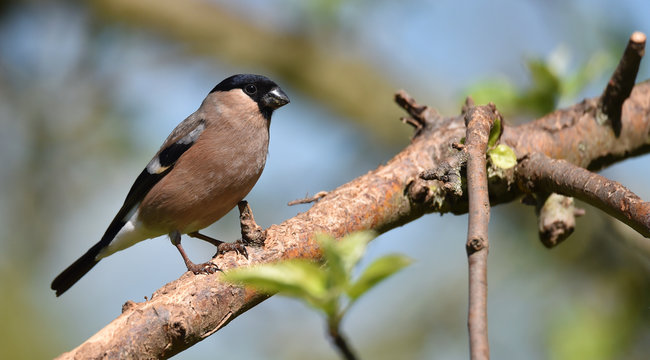 Dompfaff Weibchen im Apfelbaum