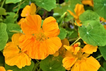 orange flower in the garden