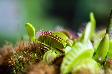 Pianta carnivora dionaea in giardino