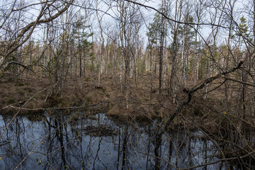 Obraz premium forest