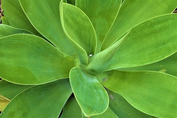 Fototapeta premium green leaf background
