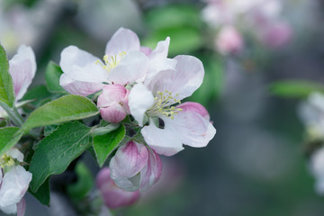 Apple Tree Blossoms with white and pink flowers.Spring flowering garden fruit tree.