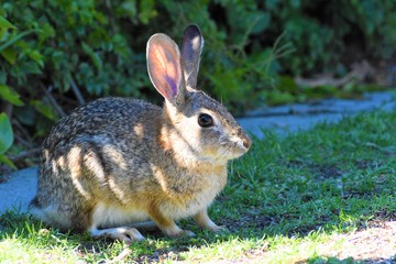 rabbit in the grass