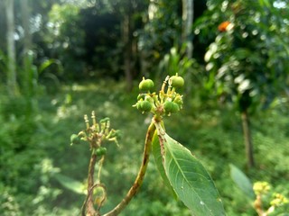 Close up green painted spurge (Euphorbia heterophylla, fireplant, painted euphorbia,Japanese poinsettia, desert poinsettia, paintedleaf, milkweed, kaliko plant) with natural background.