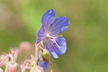 close up of blue wild geranium flower growing in the countryside