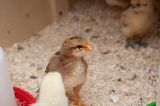baby of the welsummer breed of chicken, 