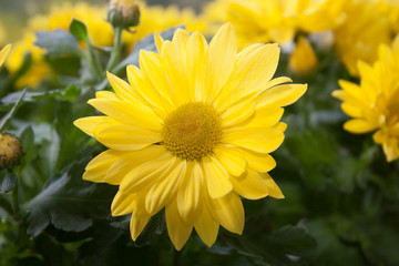 yellow flowers in the garden