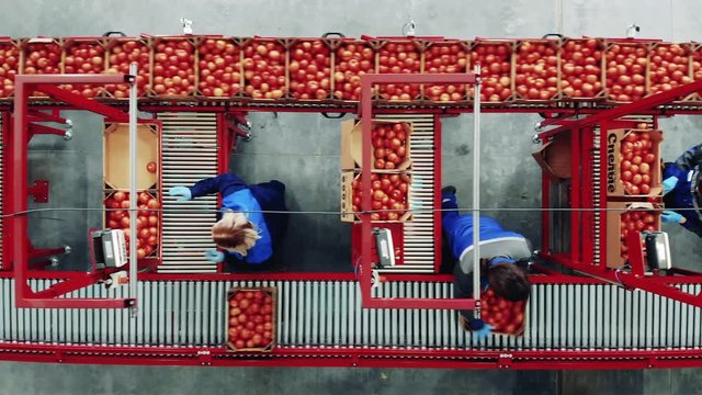 Agriculturists are sorting and moving tomatoes along the conveyor. Factory packing conveyor, packing process.