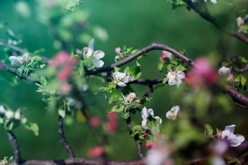 Apple Tree Blossoms with white and pink flowers.Spring flowering garden fruit tree.