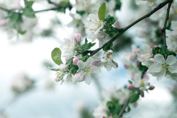Apple Tree Blossoms with white and pink flowers.Spring flowering garden fruit tree.
