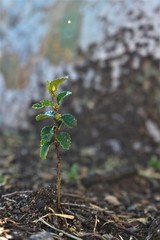new life growth