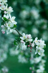 Apple Tree Blossoms with white and pink flowers.Spring flowering garden fruit tree.