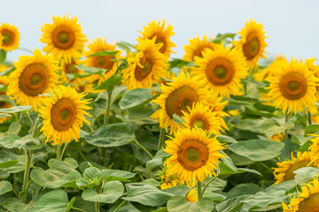 sunflowers (Helianthus) flower in the field