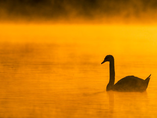 Schwan im Nebel