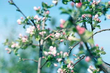 Apple Tree Blossoms with white and pink flowers.Spring flowering garden fruit tree.