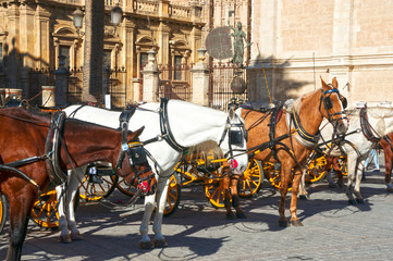 Fototapeta na wymiar Horses and carriages in Seville
