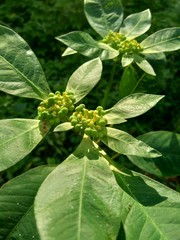 Close up green painted spurge (Euphorbia heterophylla, fireplant, painted euphorbia,Japanese...