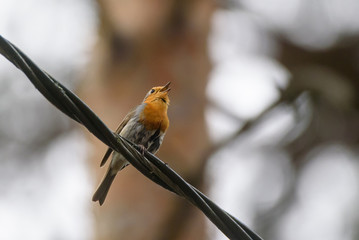 Selective focus photo. European robin, Erithacus rubecula bird on cable.