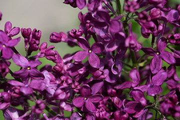 close-up of bud of lilac at early spring