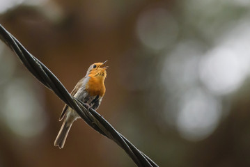 Selective focus photo. European robin, Erithacus rubecula bird on cable.