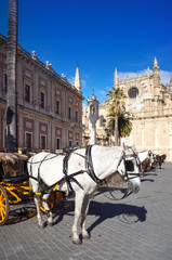 Naklejka premium Horses and carriages in Seville