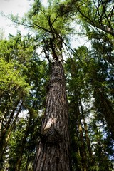 Coniferous trees in the forest
