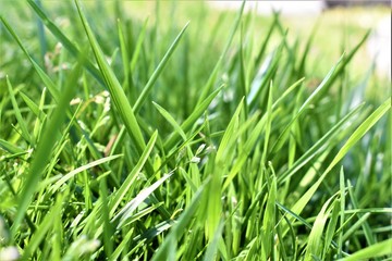 green grass background