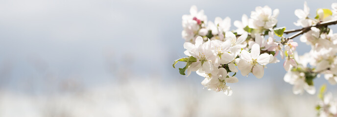 Apple Tree Blossoms with white and pink flowers.Spring flowering garden fruit tree.