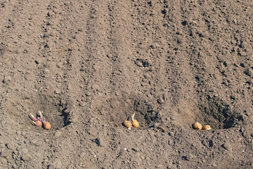 Three holes with potatoes. Preparation for planting potatoes in the ground. Potatoes laid in their holes. Spring preparations for the garden season. Bare soil in the background