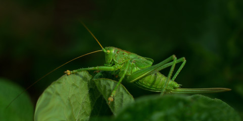 Green grasshopper sits on a potato bush