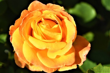 yellow rose in the garden