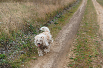 shaggy dog walking in field