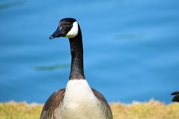 goose by the lake